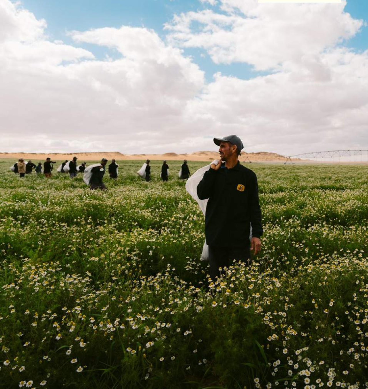 Terre de plantes médicinales - Royal Regime Tea